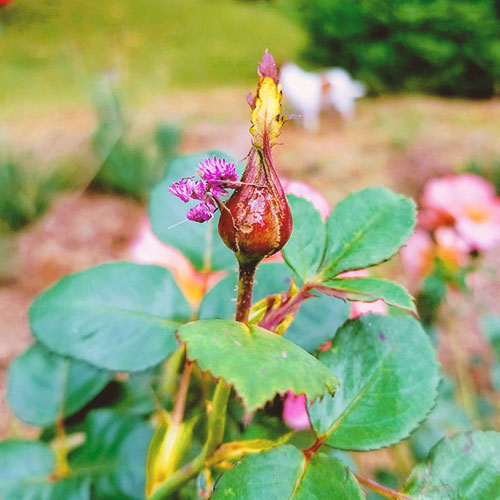 Testimonials-Template-4