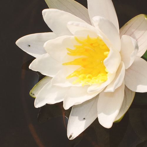 Testimonials-Template-6