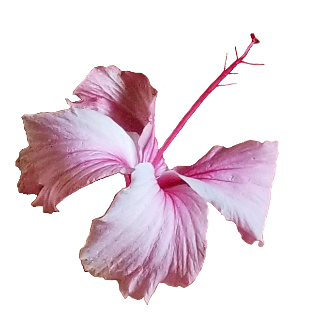 Flower copy